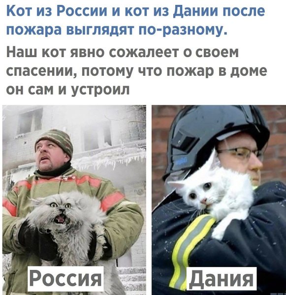 Кот спасенный из пожара в Дании и России