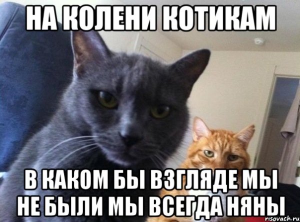 Мем с двумя котами