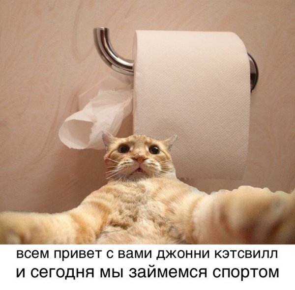 Кот Джонни Кэтсвилл