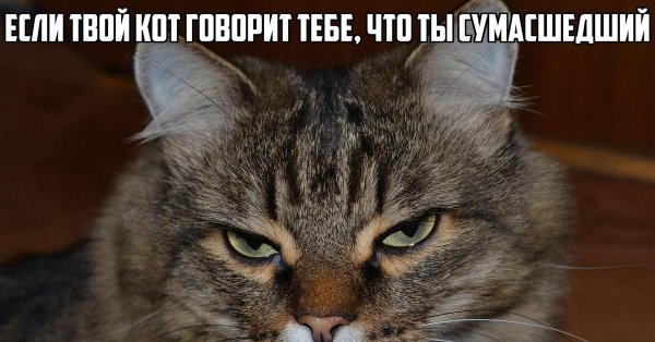 Кот задумался