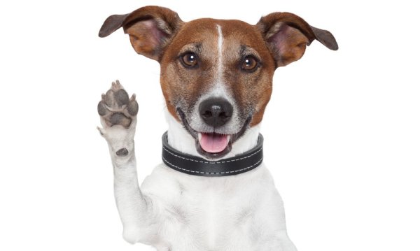 Джек Рассел