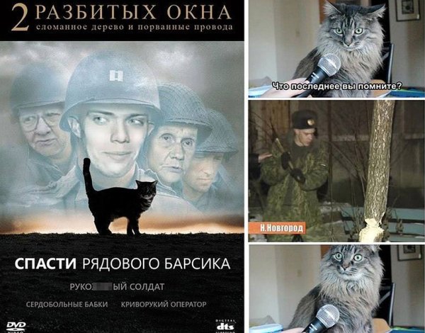 Солдат спас кота