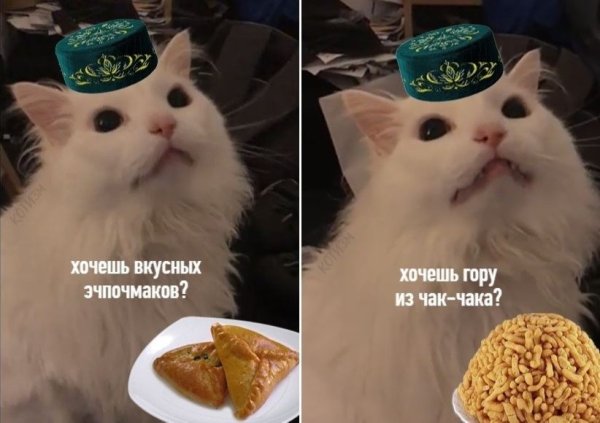 Кот в тюбетейке