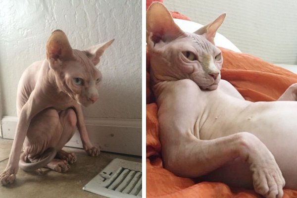 Лысая кошка сфинкс