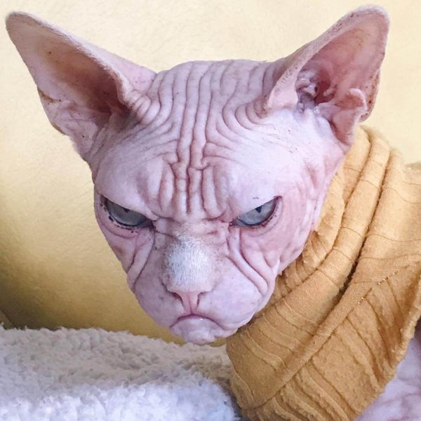 Египетский сфинкс кошка