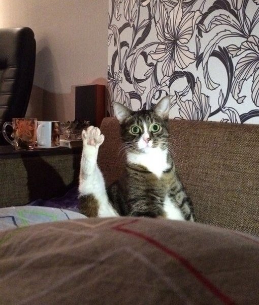 Привет смешной кот