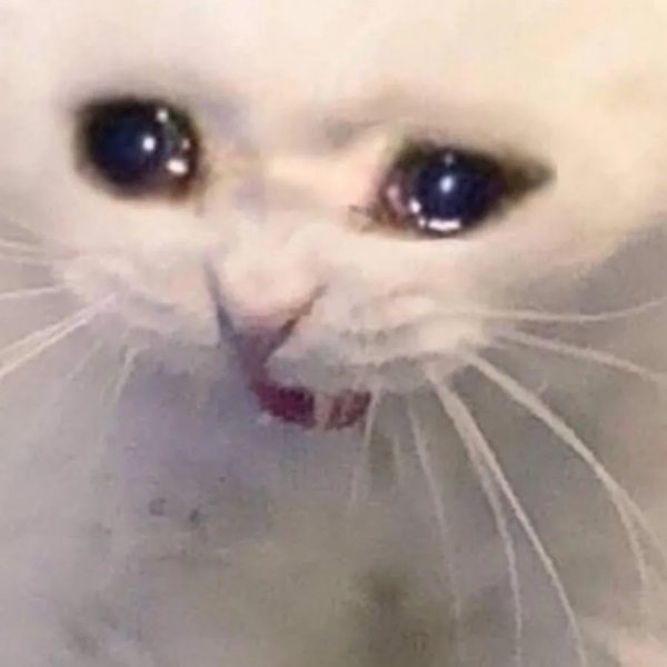 Кот плачет