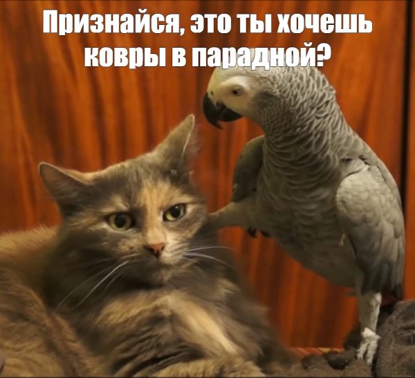 Кот против попугая