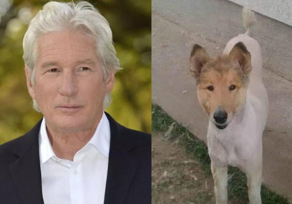 Ричард Гир и колли