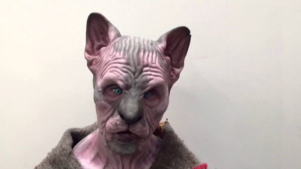 Лысая кошка с макияжем