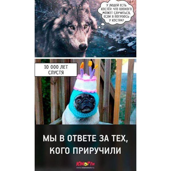 Мем волк что может случиться