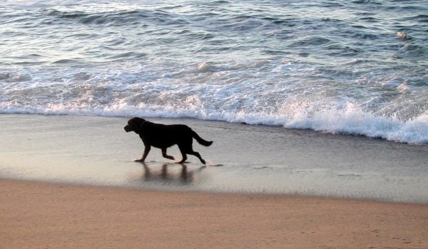 Собака на море