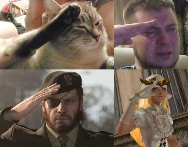 Кот отдает честь