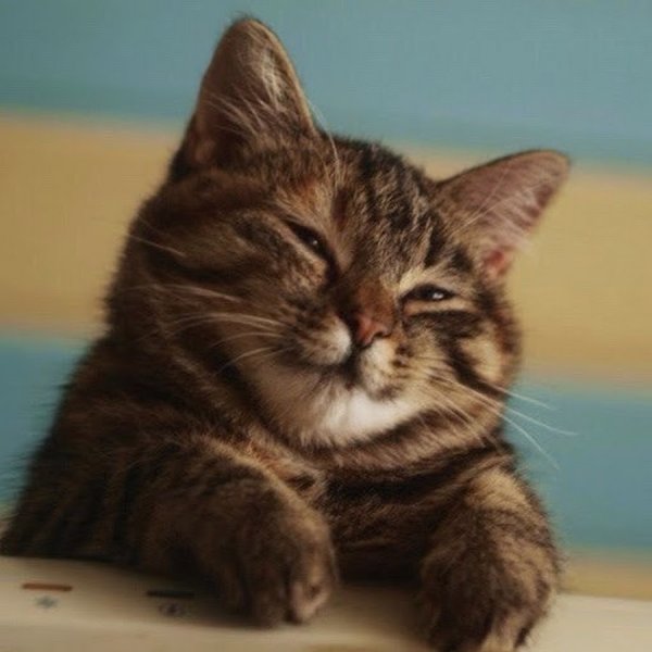 Привет котик