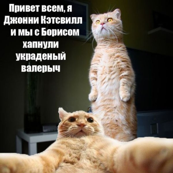 Джонни Кэтсвилл и Билли ДОГХАУС