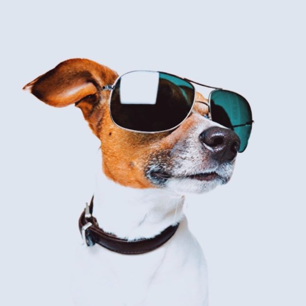 Джек-Рассел-терьер с кегой