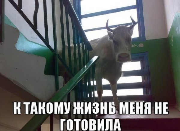 Конь в подъезде