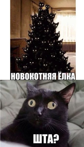 Кот и елка Мем