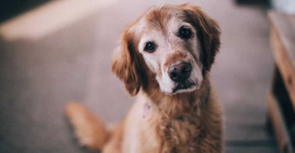 Я тот человек который говорит привет собачкам