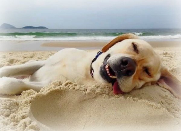 Лабрадор на пляже