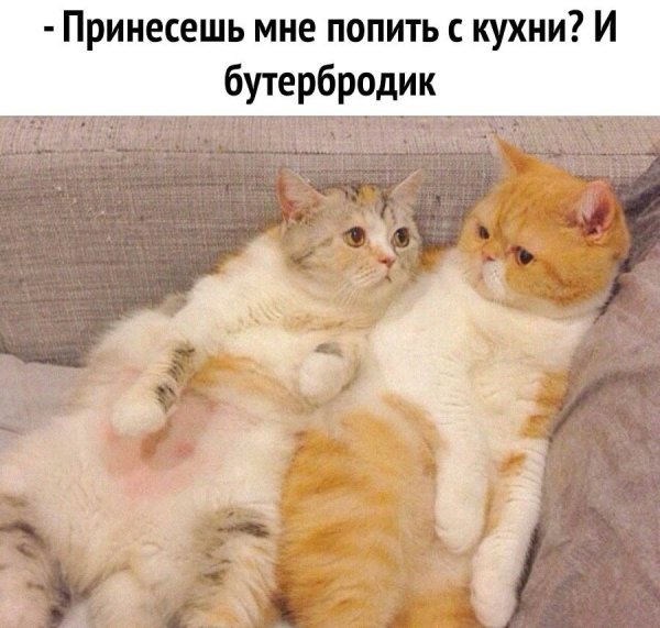 Котики ты и я