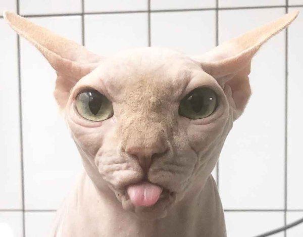 Сфинкс (порода кошек)