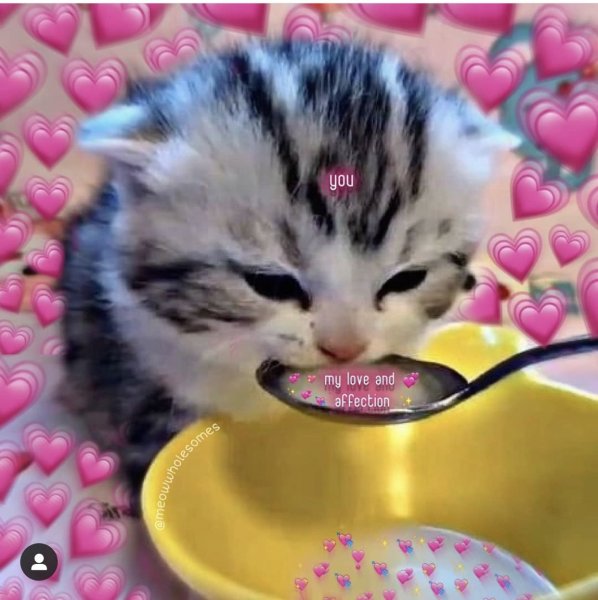 Котенок пьет