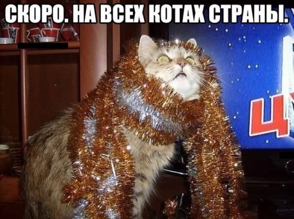 Скоро новый год кот