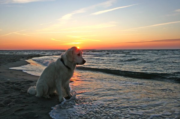 Лабрадор ретривер палевый
