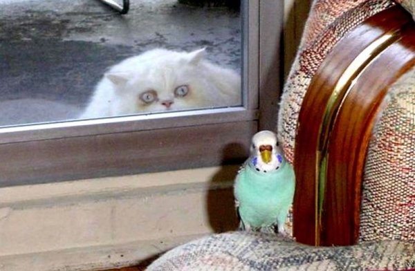 Кот с попугаем