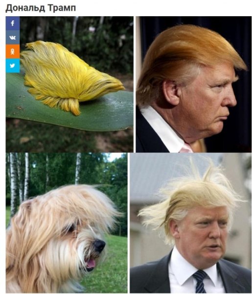 Собака Ричард Гир