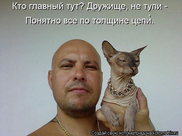 Смешные сфинксы