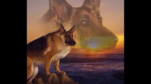 Собака Максим