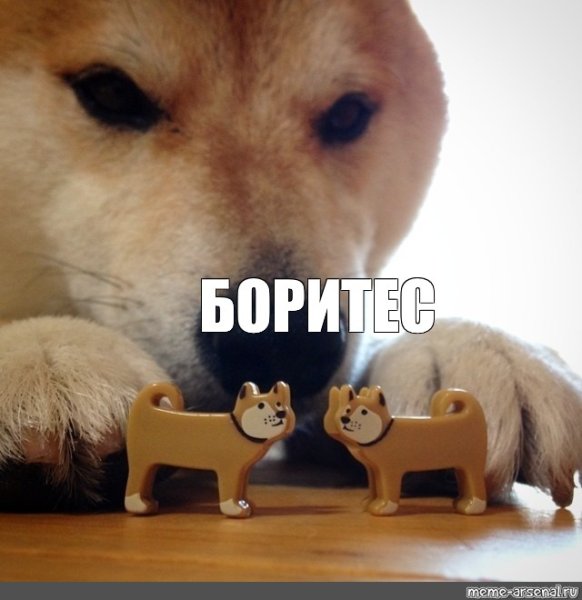 Сиба ину ебитес