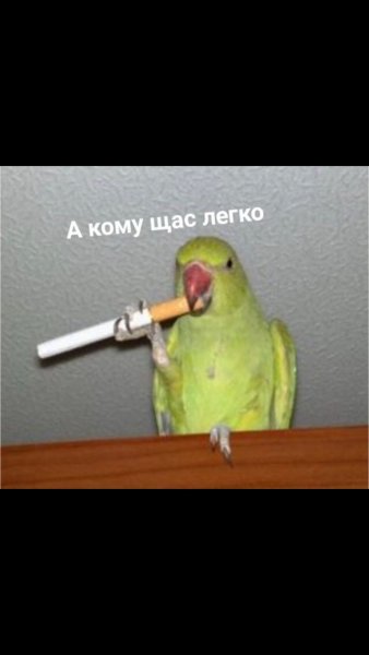 Попугай курит