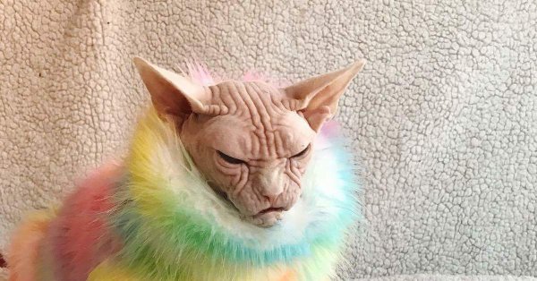 Лысые кошки