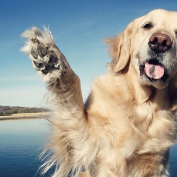 Собака прощается