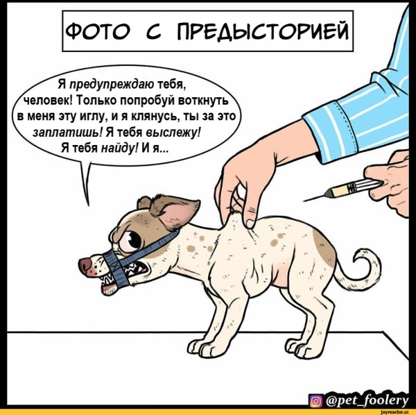 Ветеринарные шутки