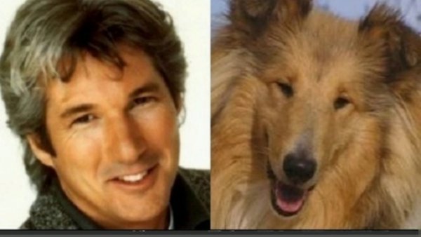 Ричард Гир похож на колли