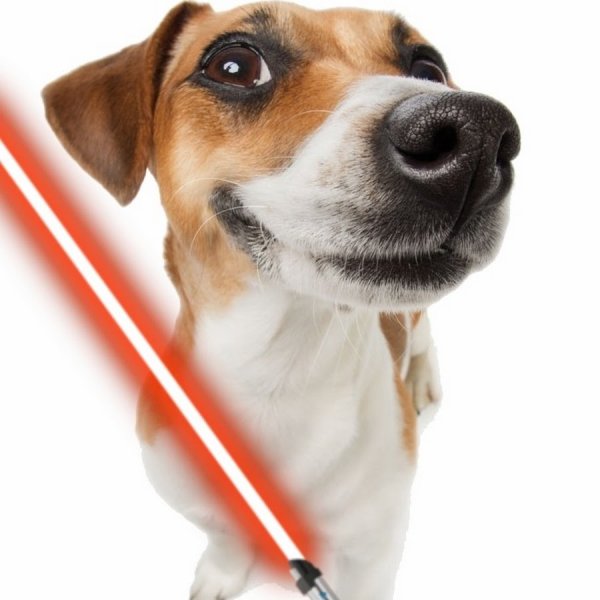 Смешная собака на белом фоне