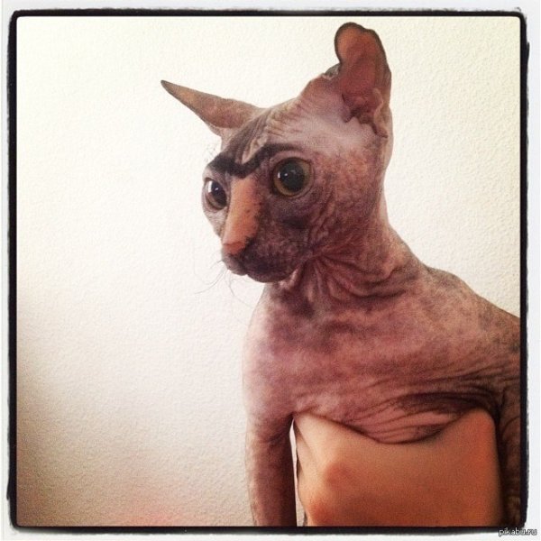 Накрашенный лысый кот