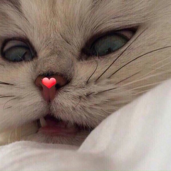 Милые котики