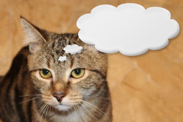 Кот думает