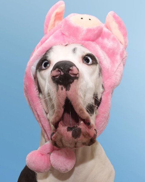 Собака в костюме свиньи