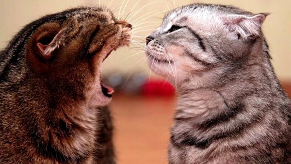 Ты моя злюка