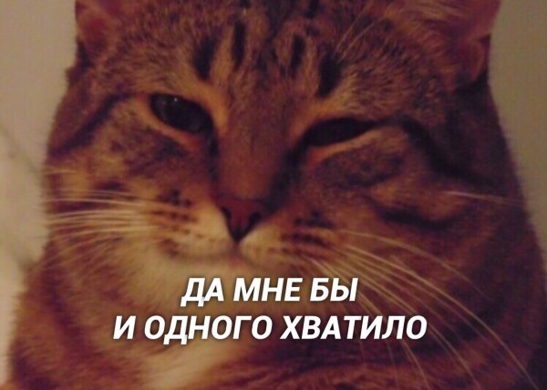 Кот Мем