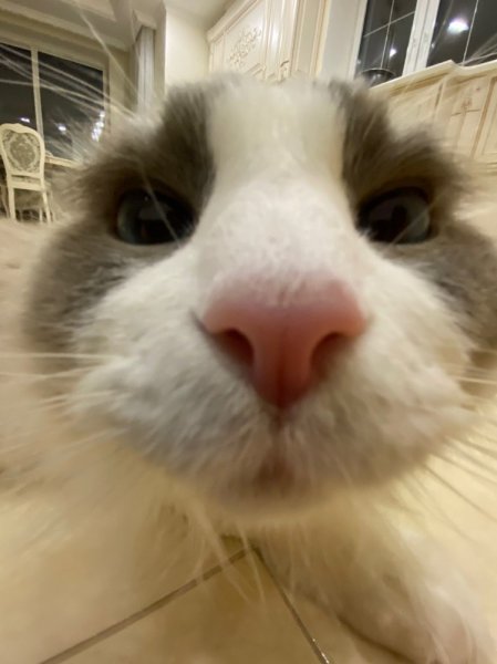 Упоротые коты