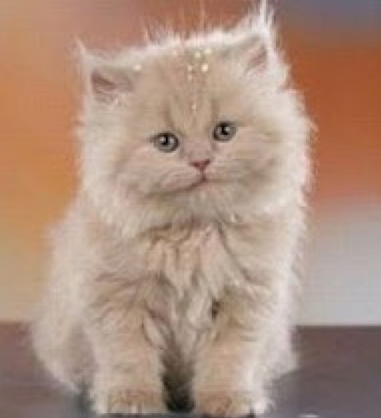 Мем я русский котенок