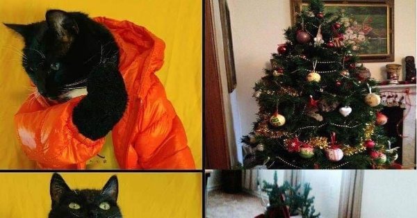 Мемы про новогоднюю елку