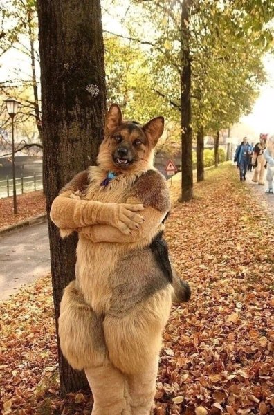 Макс собака Мем